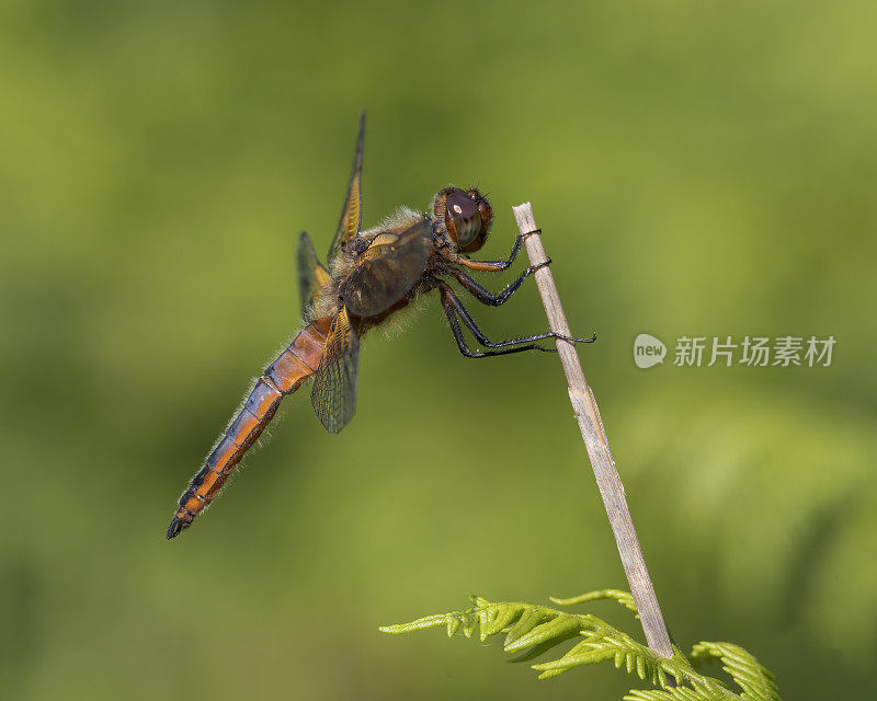 稀有的追逐蜻蜓(Libellula fulva)张开翅膀在阳光下的植被上休息